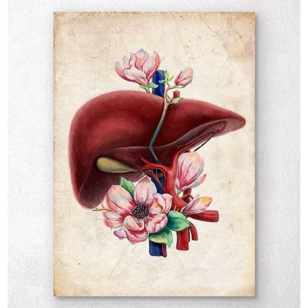 Liver Anatomy Floral Old Paper