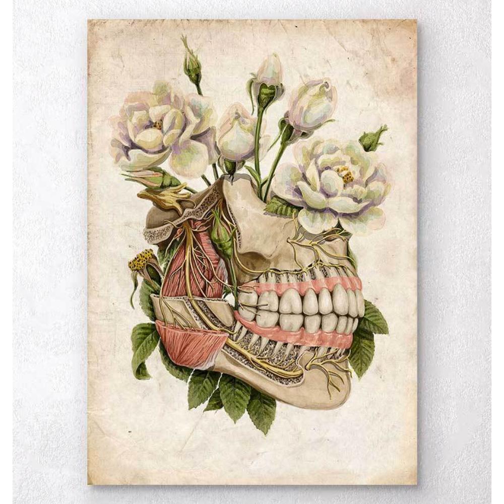 Dental Anatomy Floral Old Paper
