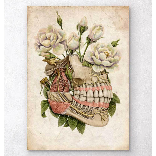 Dental Anatomy Floral Old Paper