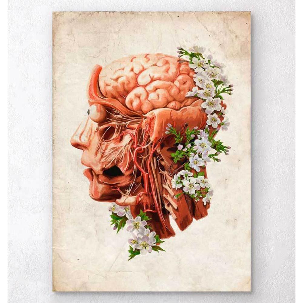 Head, Brain And Arteries Anatomy Floral Old Paper