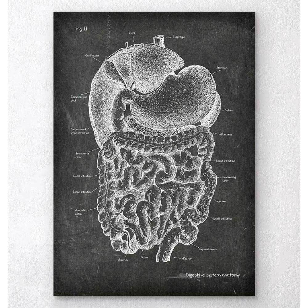 DigestIVe System Anatomy Art Chalkboard