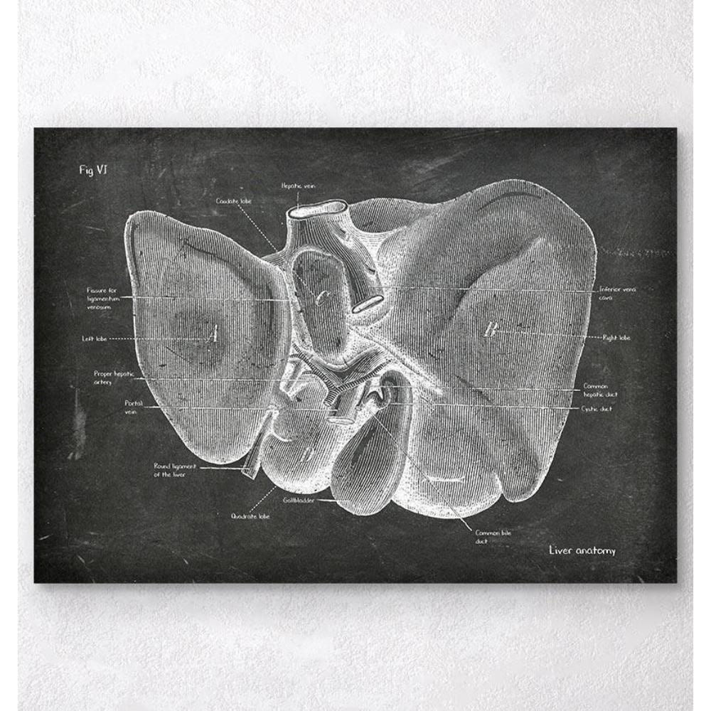 Liver Anatomy Chalkboard