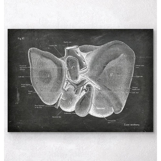 Liver Anatomy Chalkboard
