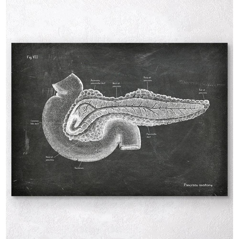 Pancreas Anatomy Chalkboard