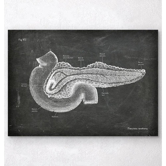 Pancreas Anatomy Chalkboard