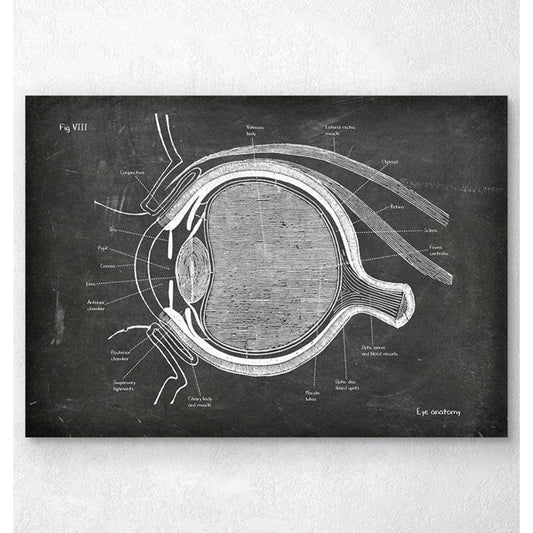 Eye Anatomy Chalkboard