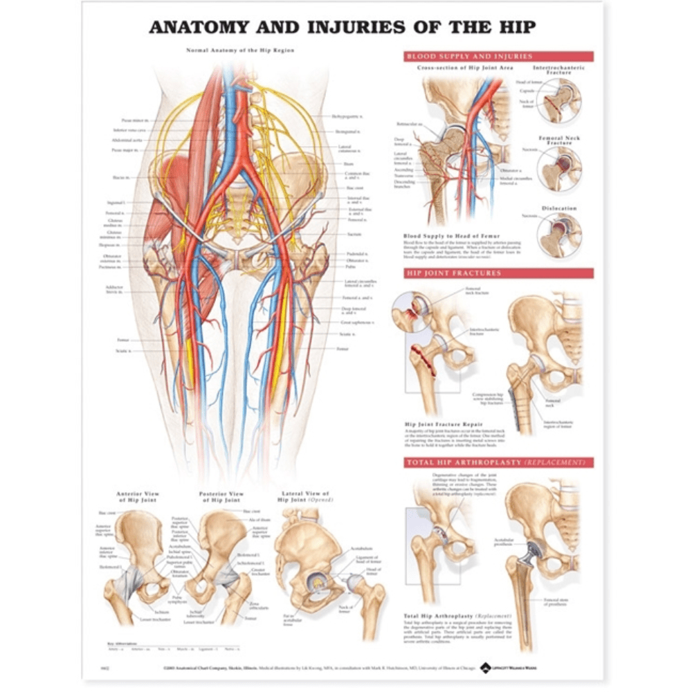 Anatomy and Injuries of the Hip Anatomical Chart