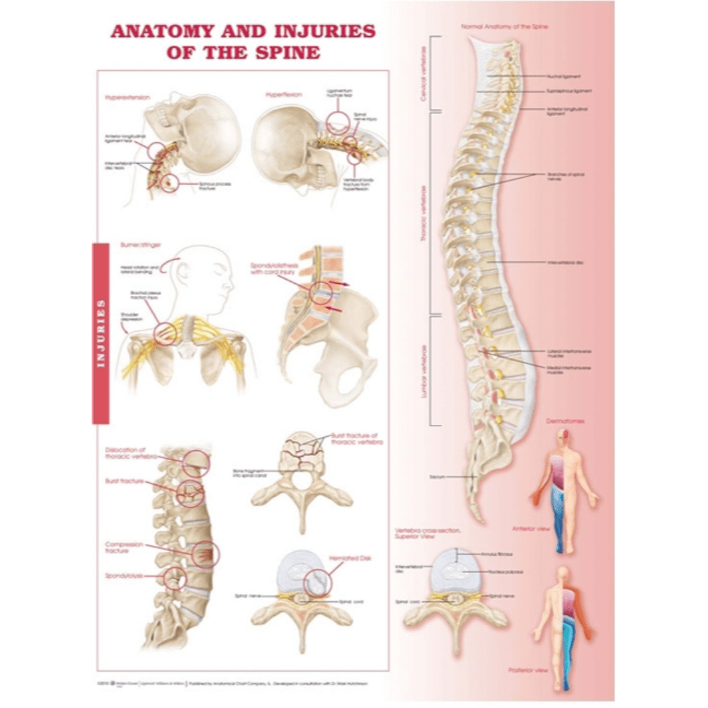 Anatomy and Injuries of the Spine – Medshop New Zealand