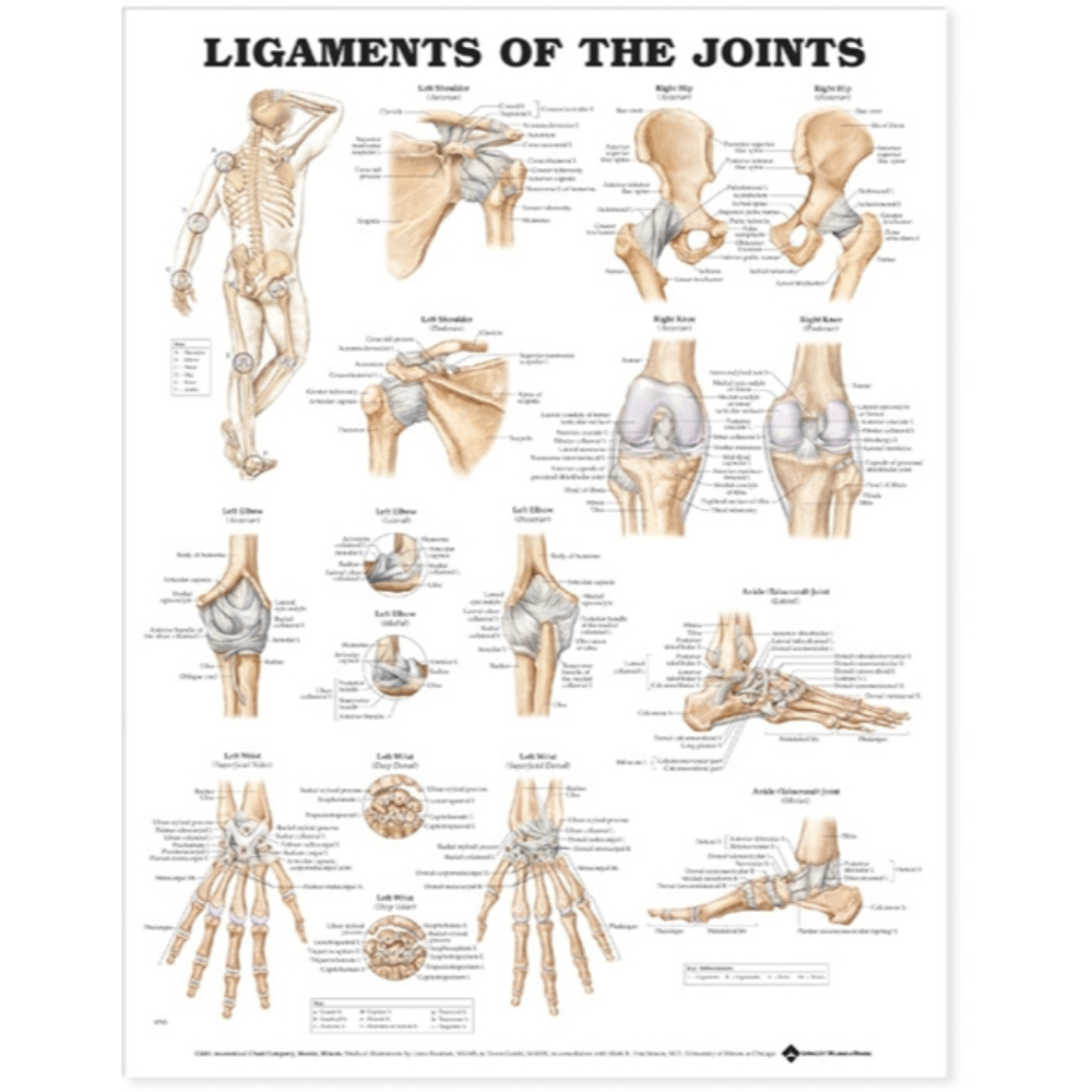 Anatomical Chart Company Anatomical Charts Ligaments of the Joints Anatomical Chart